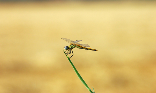 Dragonfly-L'Escala (Catalunya)