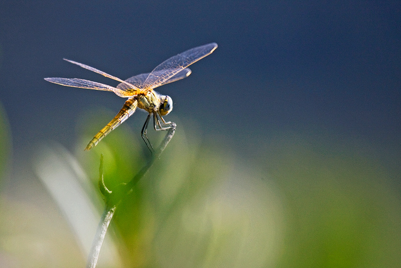 Dragonfly - Libellula