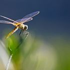 Dragonfly - Libellula