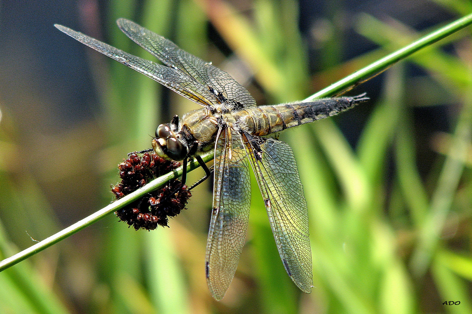 Dragonfly Lunchtime