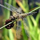 Dragonfly Lunchtime