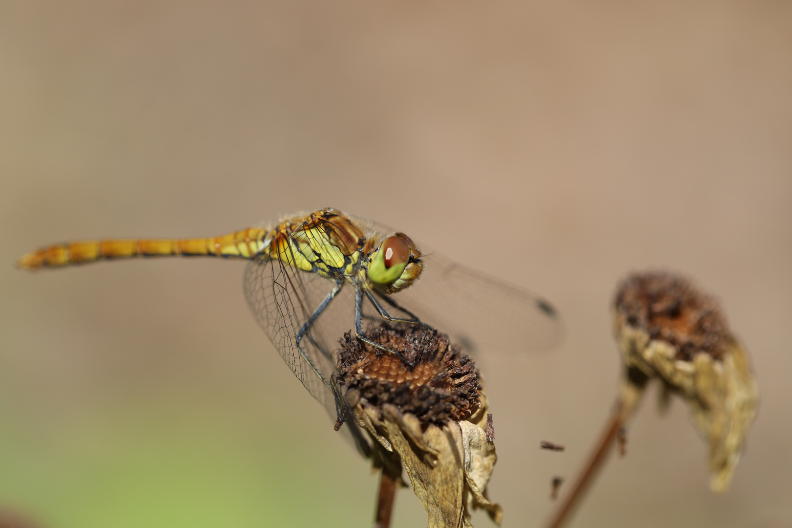 Dragonfly Macro