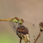 Dragonfly Macro