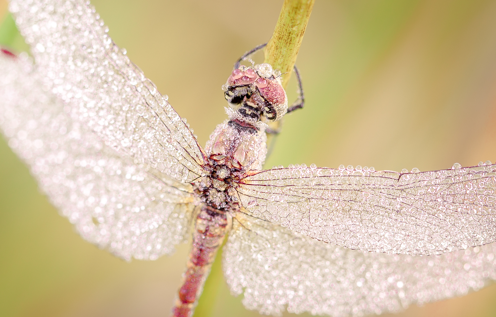 Dragonfly Macro