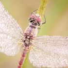 Dragonfly Macro