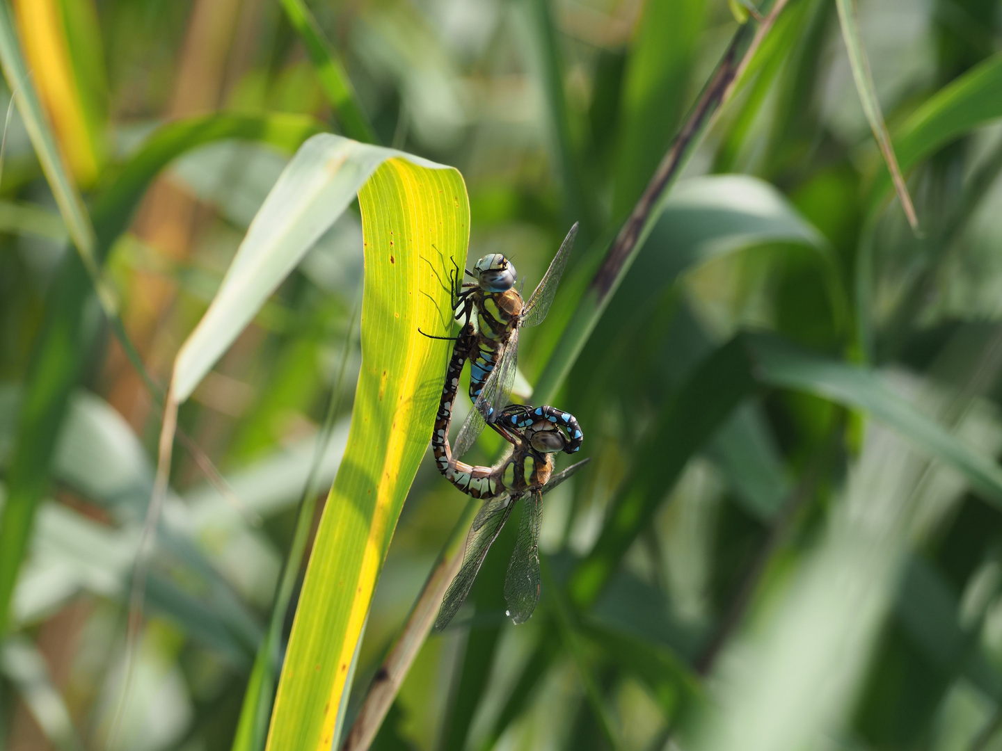 Dragonfly mating season