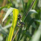 Dragonfly mating season