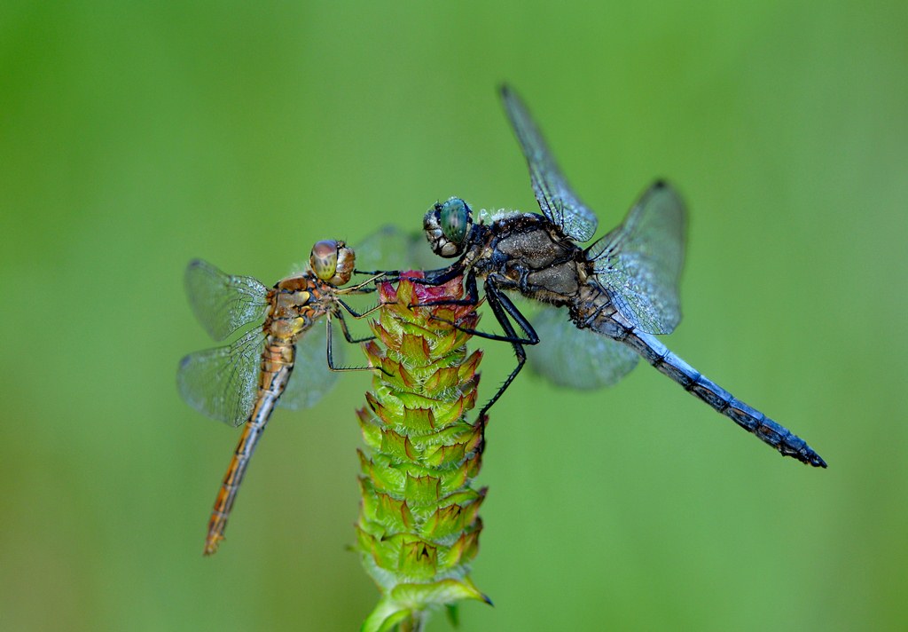 dragonfly meeting