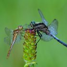 dragonfly meeting