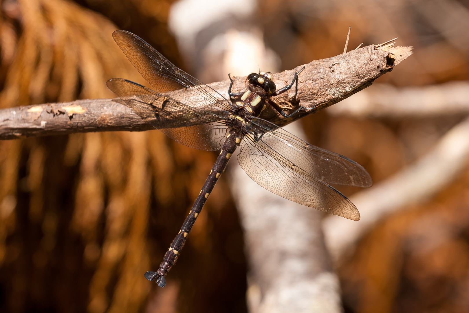 Dragonfly near Monroe Beach, Haast