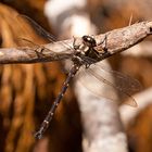 Dragonfly near Monroe Beach, Haast