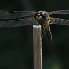 Dragonfly (Odonata)