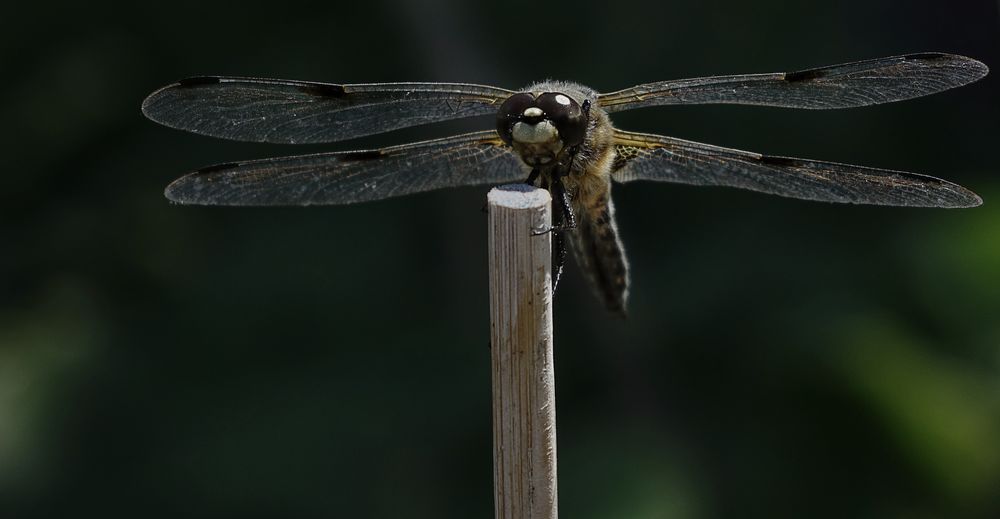 Dragonfly (Odonata)