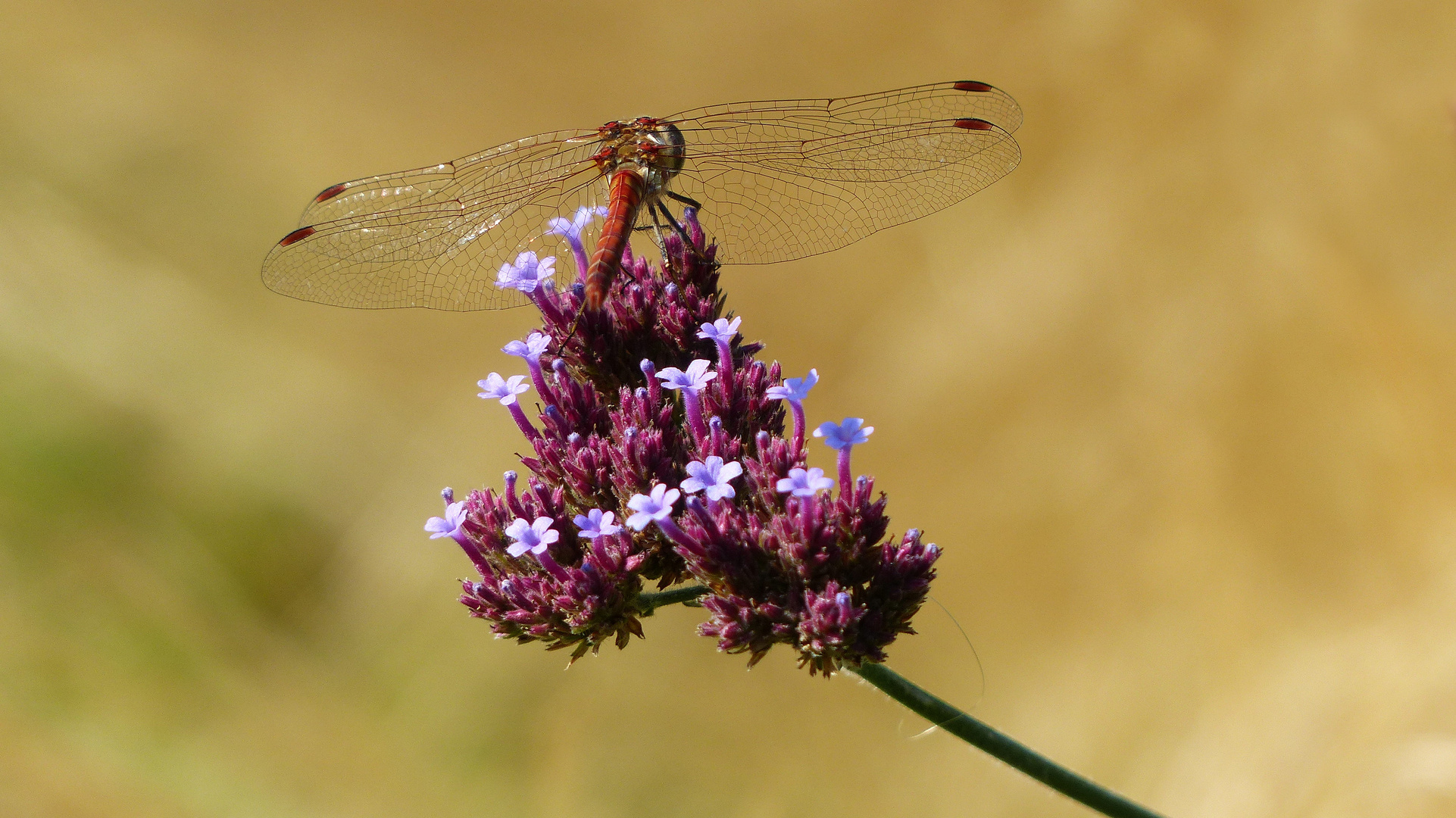 dragonfly on a flower photo & image flower, nature, world images at