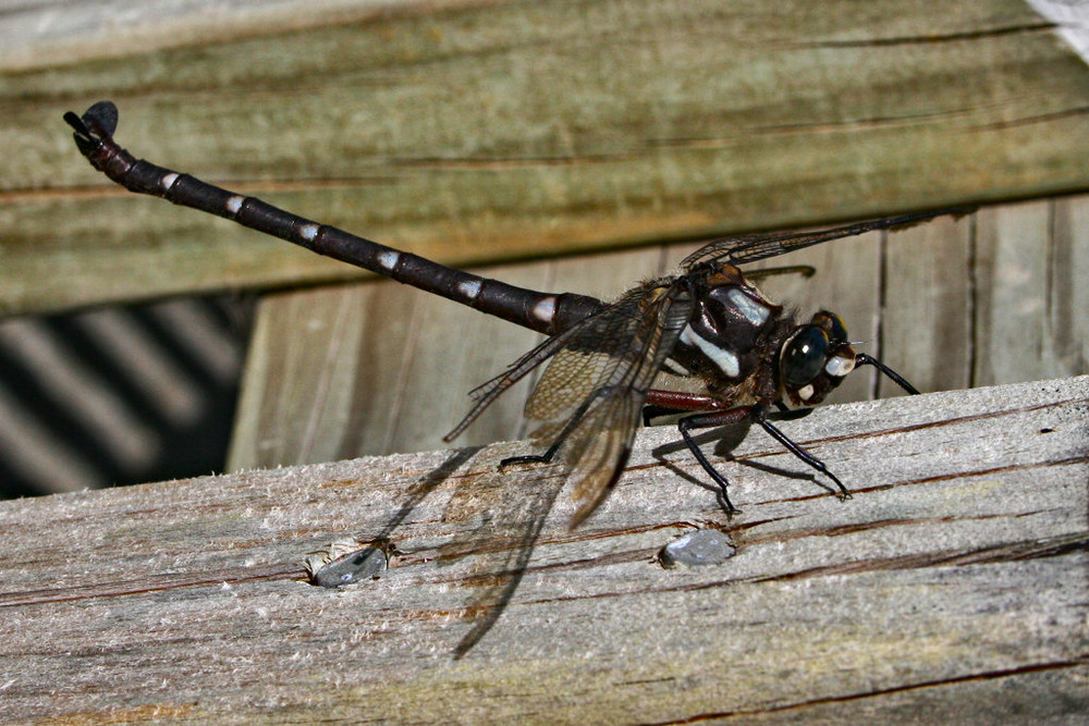 Dragonfly on a wooden pole