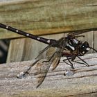 Dragonfly on a wooden pole