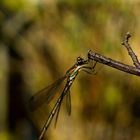 Dragonfly on bough