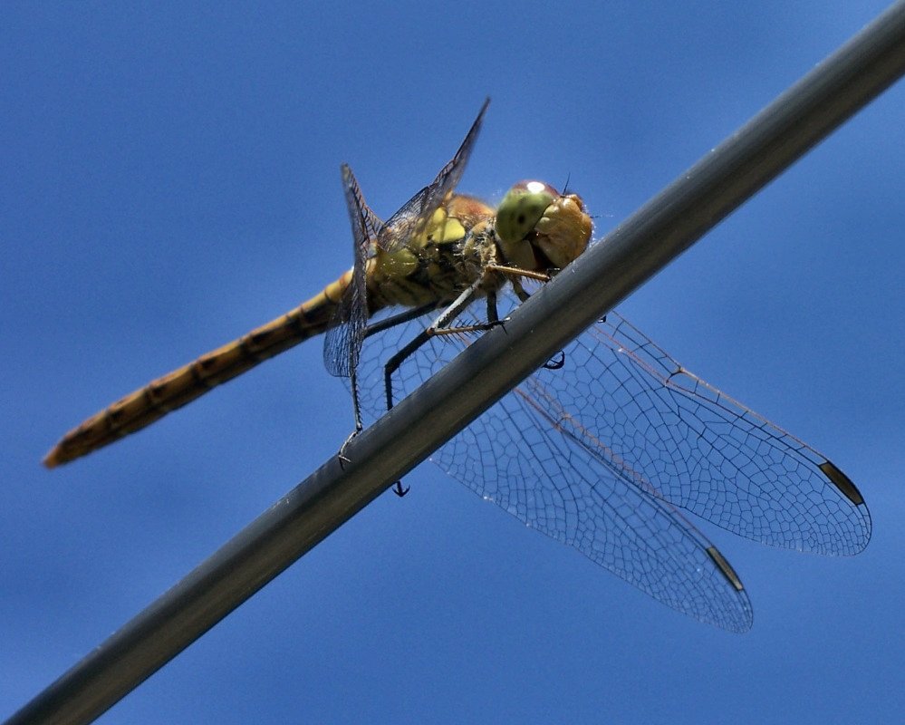 Dragonfly on clothesline