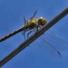 Dragonfly on clothesline