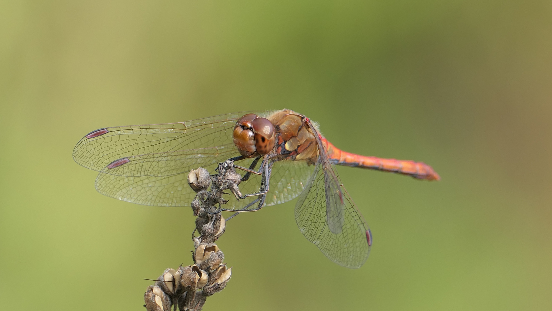 ... dragonfly on dry flower