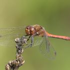 ... dragonfly on dry flower