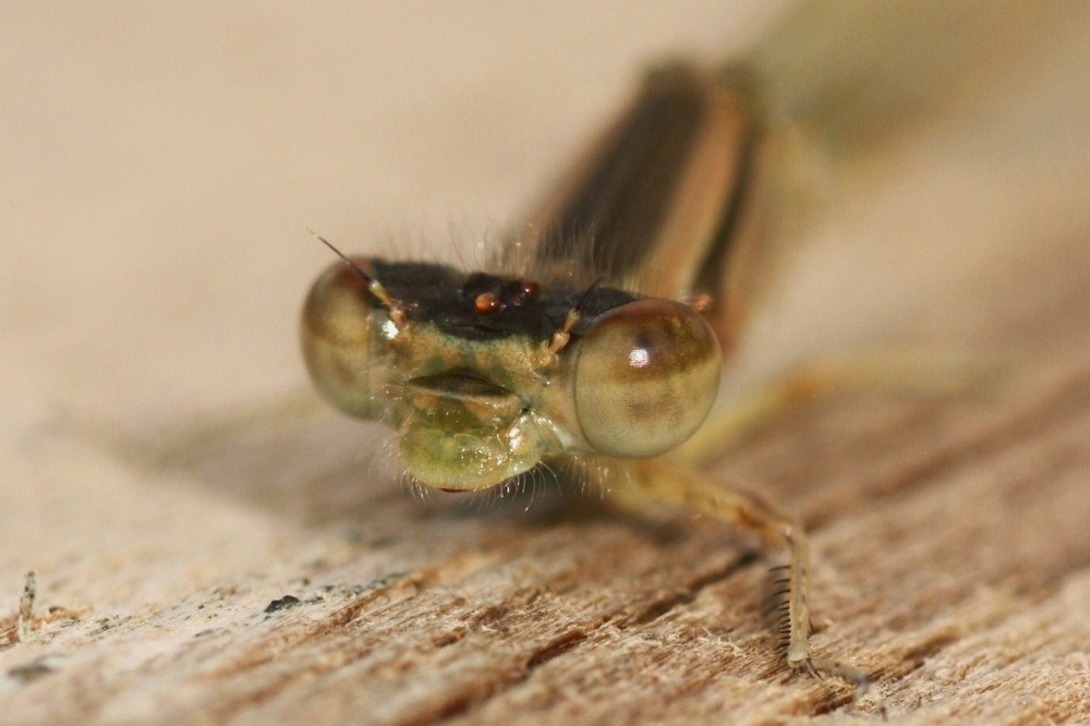 Dragonfly on Owasco