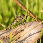 Dragonfly on the fungus