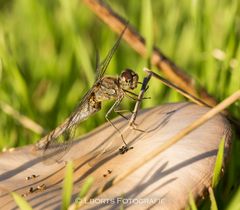 Dragonfly on the fungus