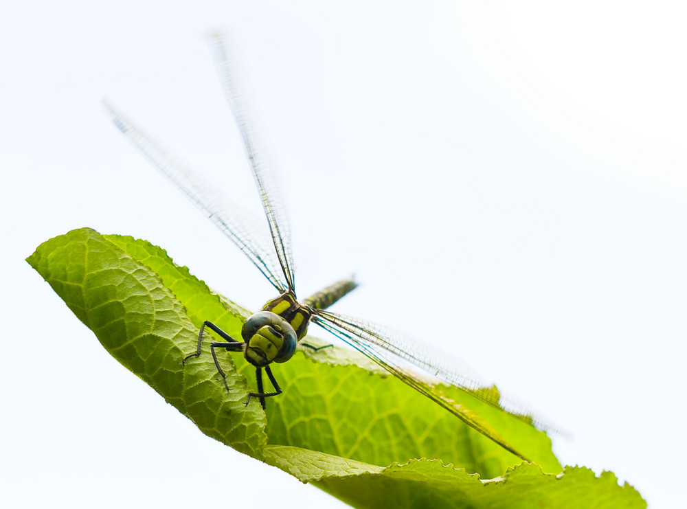 dragonfly on the leaf