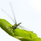 dragonfly on the leaf