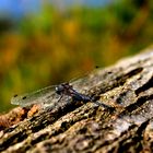 Dragonfly on Tree