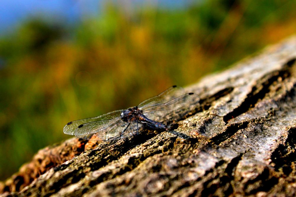 Dragonfly on Tree