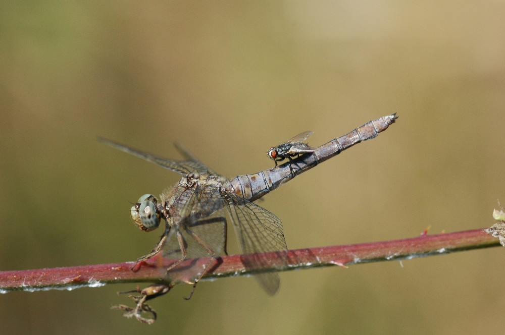 dragonfly passeggeri