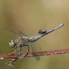 dragonfly passeggeri