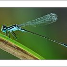dragonfly / pechlibelle