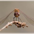 Dragonfly poleposition