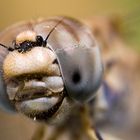 Dragonfly Portrait