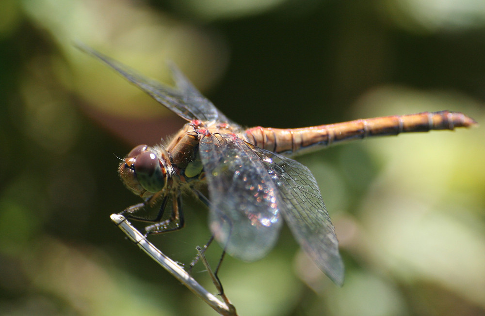 dragonfly posing patiently