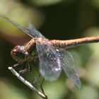 dragonfly posing patiently