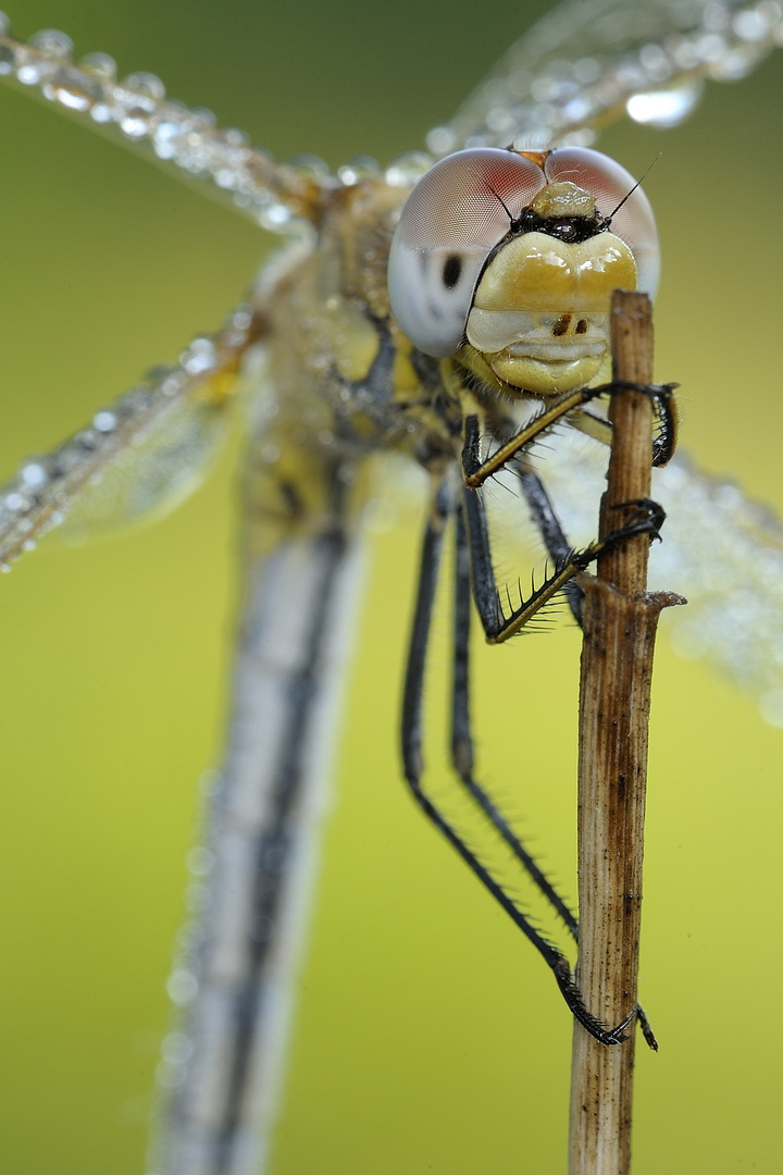 Dragonfly protrait