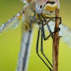 Dragonfly protrait