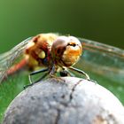 Dragonfly shooting 2/2