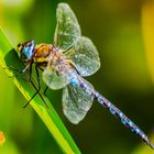 DRAGONFLY... ( Silence)