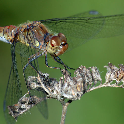 dragonfly square