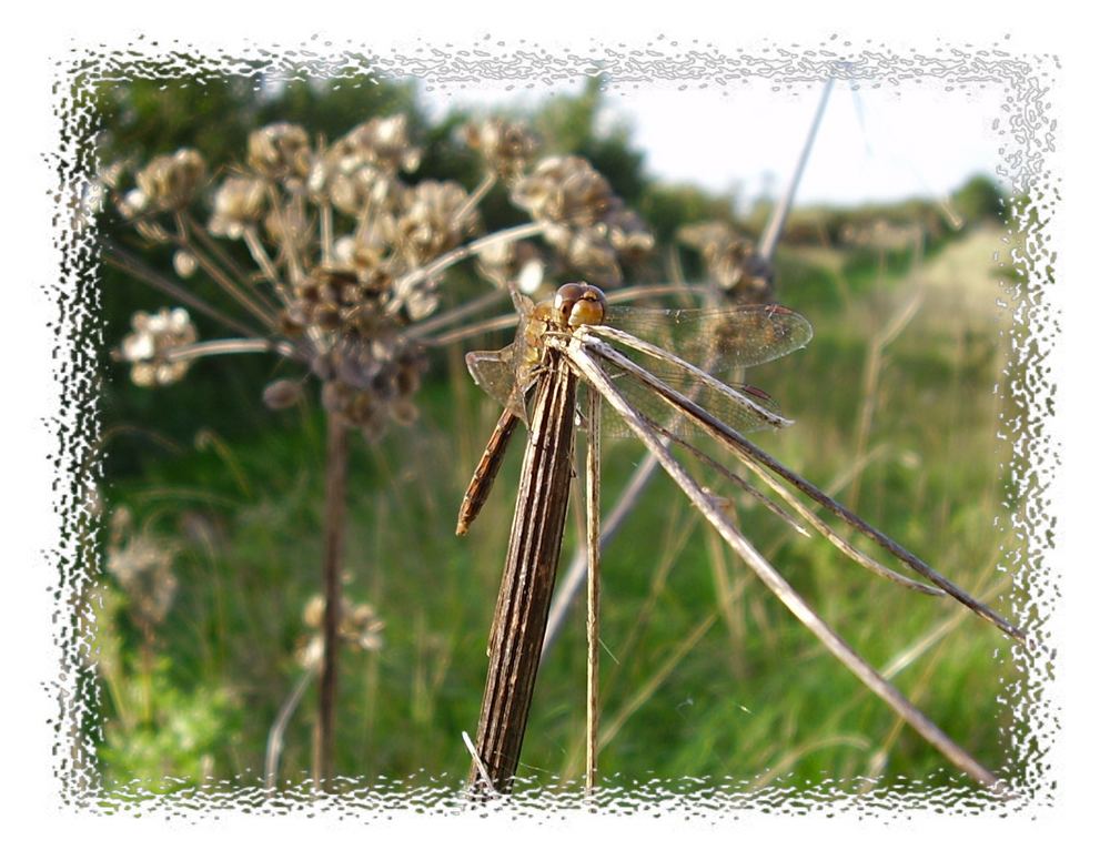 Dragonfly Summer