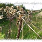 Dragonfly Summer