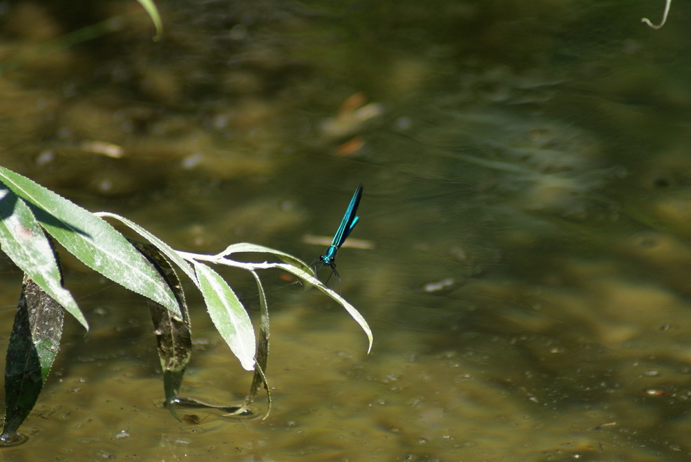 Dragonfly, Töss, Winterthur