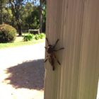 Dragonfly VIC Australia