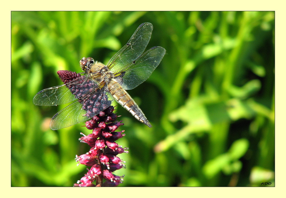 Dragonfly visiting a Lysimachia