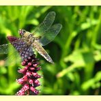 Dragonfly visiting a Lysimachia